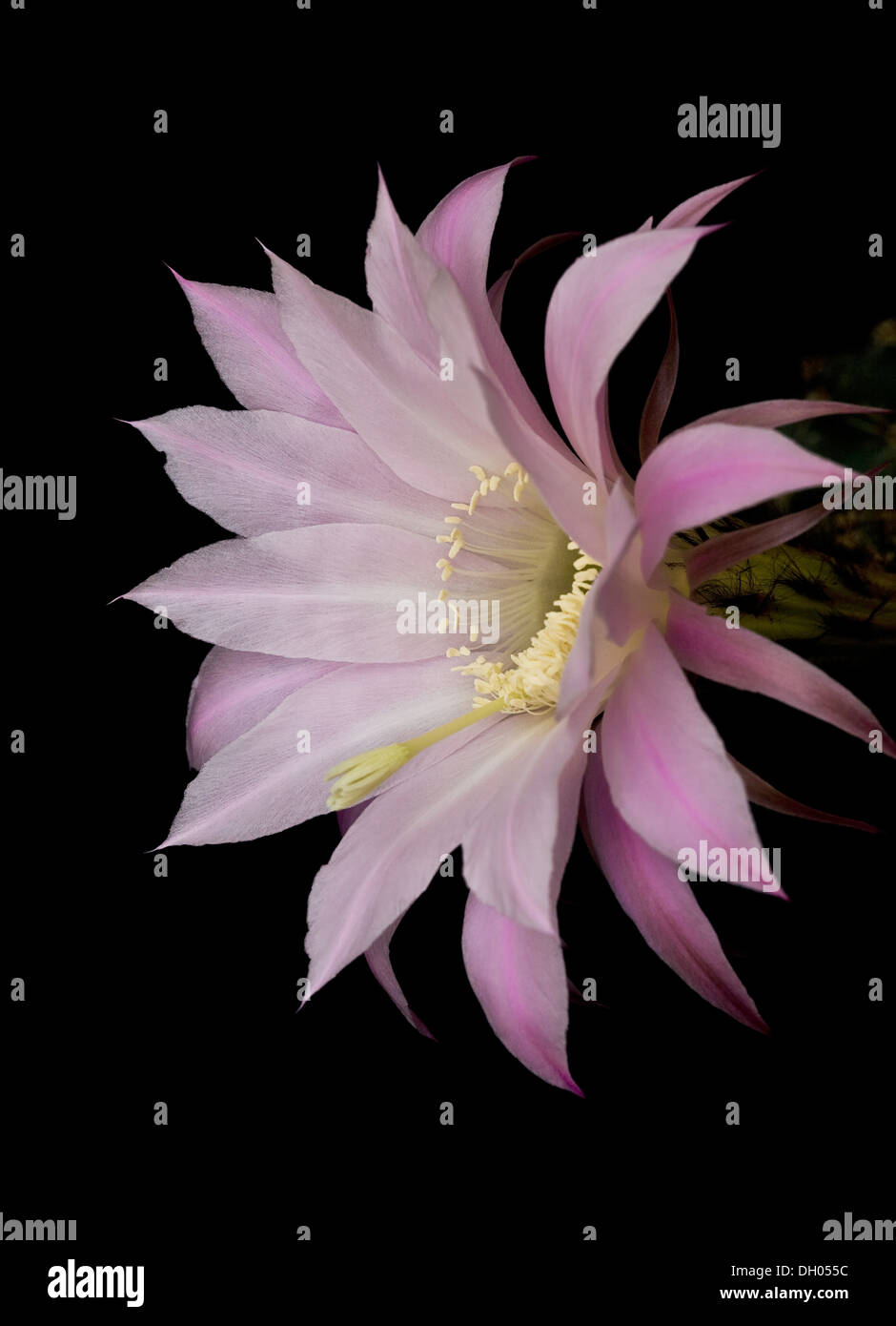Queen of the Night cactus blooming flower beautiful vibrant colors purple yellow separated on black background Stock Photo