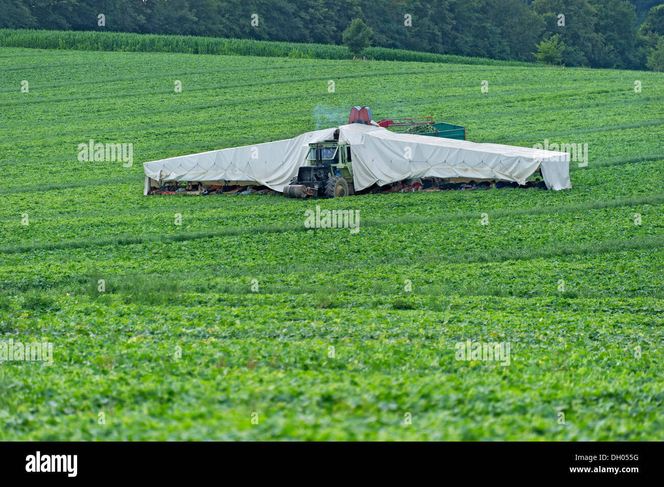 Cucumber harvest on a field with the 'cucumber flyer', Frontenhausen, Lower Bavaria, Bavaria, PublicGround Stock Photo