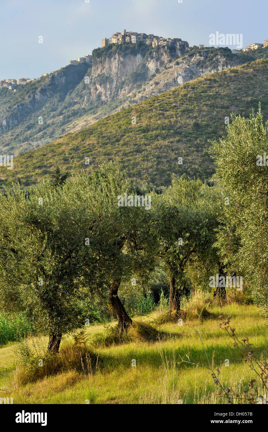 Olive grove below the town of Norma, Monti Lepini, Lepini Mountains, Lazio, Italy, Europe Stock Photo