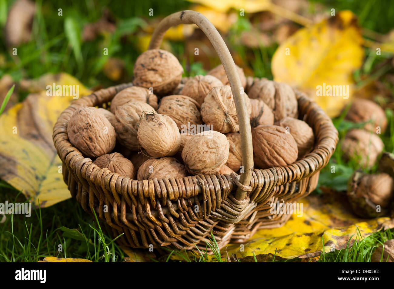 Ripe walnuts in small basket Stock Photo