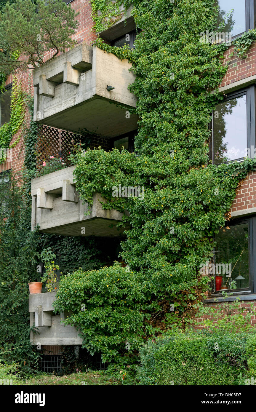 Residential apartment house overgrown with Ivy (Hedera helix), historic town centre of Regensburg, Upper Palatinate, Bavaria Stock Photo