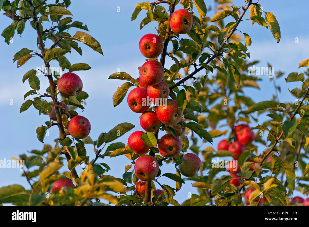 Organic apples growing on an apple tree, Bavaria, Germany, Europe Stock  Photo - Alamy