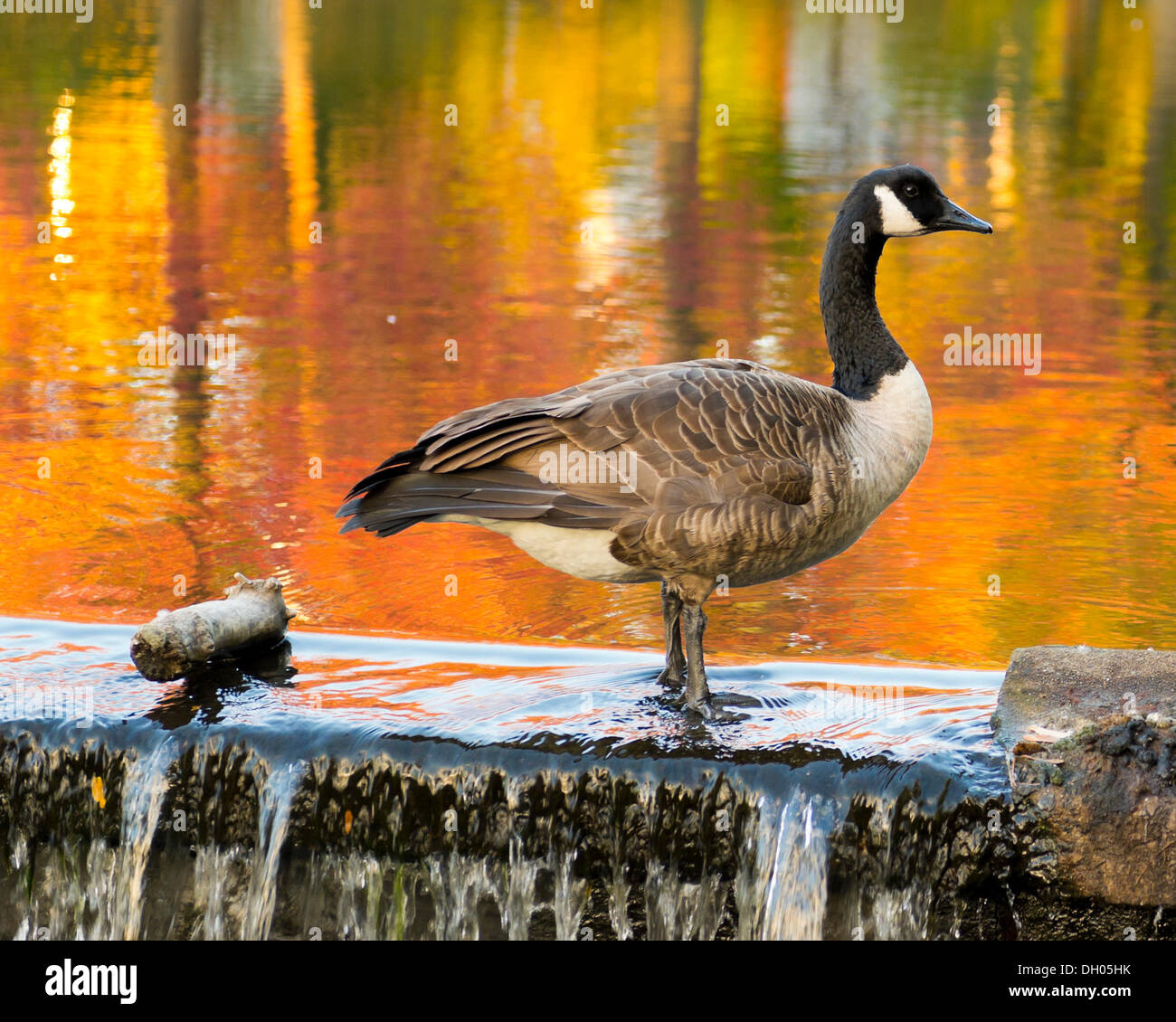Port Washington New York U.S. 27th October 27 2013. A Canada goose stands on a small dam wall in pond with colorful reflections of golden orange autumn trees in water at a