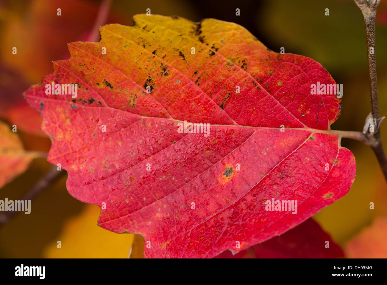 Yellow autumn leaves in hazel hi-res stock photography and images - Alamy