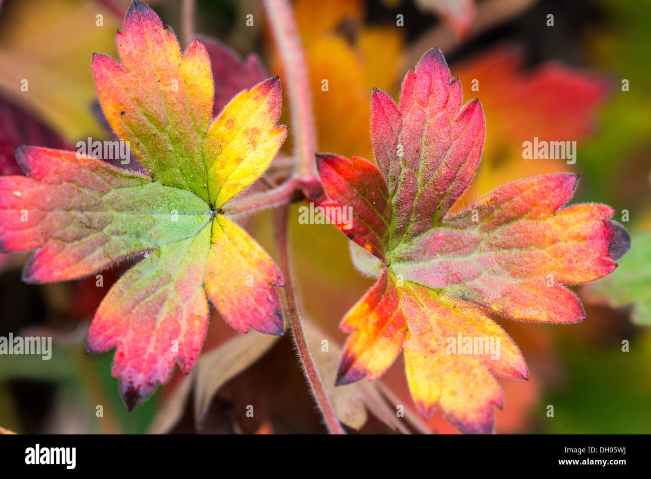Leaves of a hardy geranium turning rainbow colours, Autumn 2013 Stock Photo