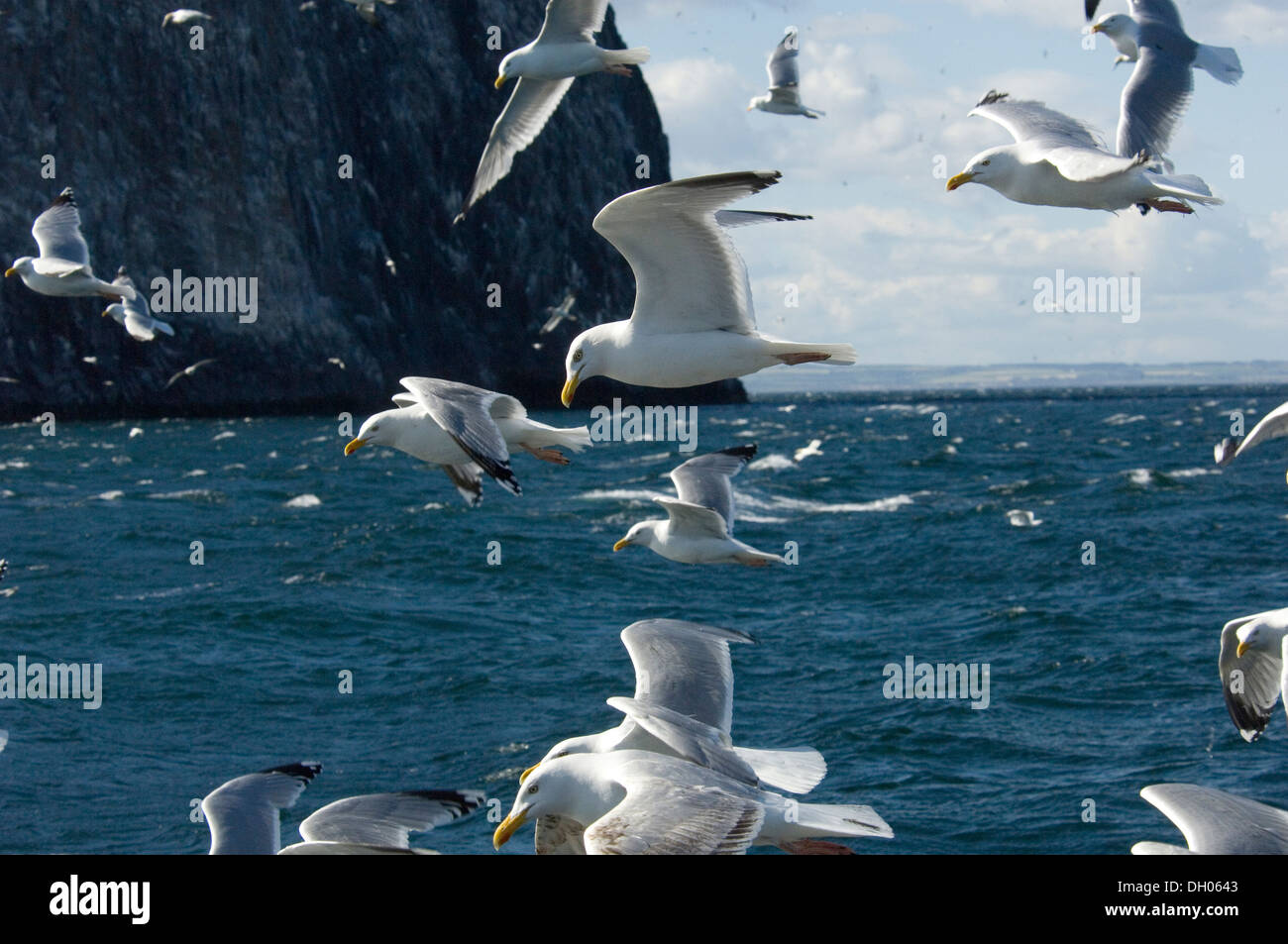Gabbiano reale; Larus ridibundus; adulto; adult; Bass Rock; Edimborough; Scotland; United Kingdom; UK, in flight, flight Stock Photo