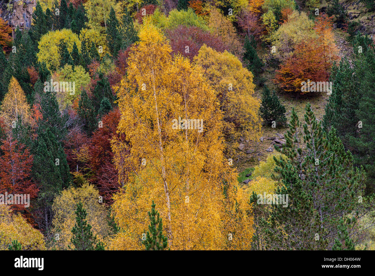 Scenic landscape with colorful fall foliage made of yellow, green and brown leaves Stock Photo