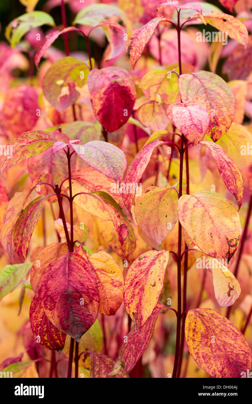 Leaves of Cornus Alba Sibirica in Autumn 2013 Stock Photo