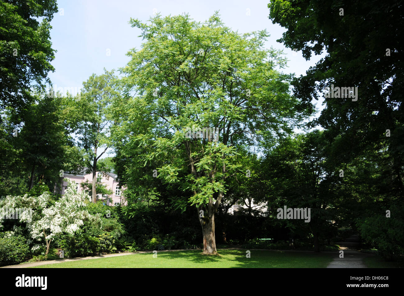 Is Tree Of Heaven Good Firewood