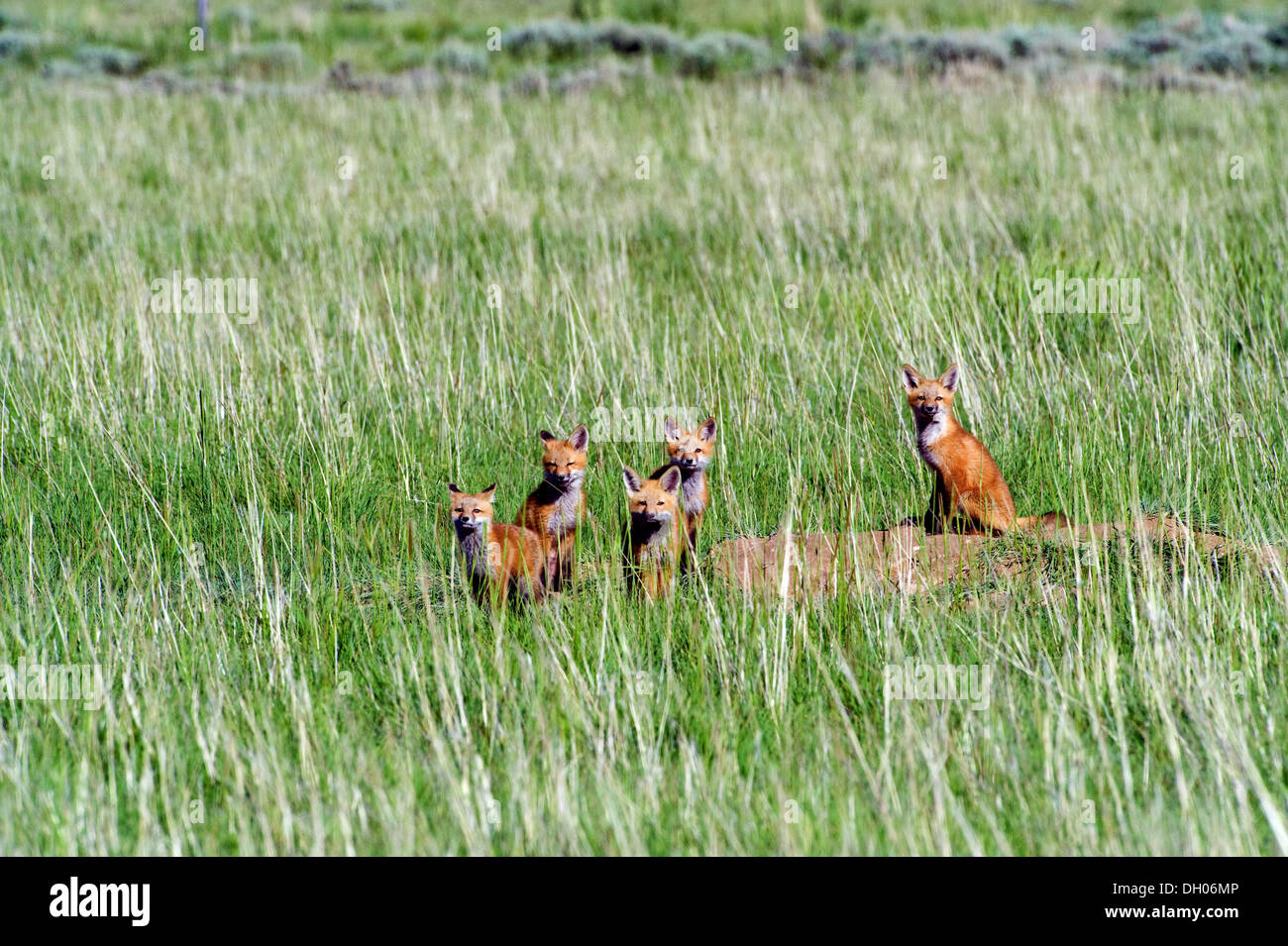 Fox pups hanging out by den, near Saratoga, Wyoming. Stock Photo