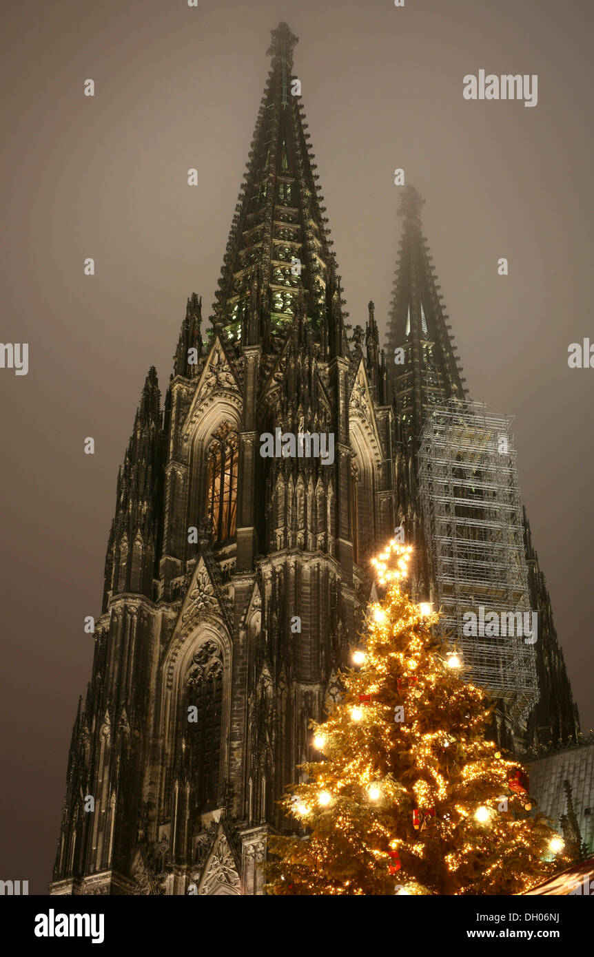 Christmas tree in front of the Cologne Cathedral, Cologne, North Rhine-Westphalia Stock Photo