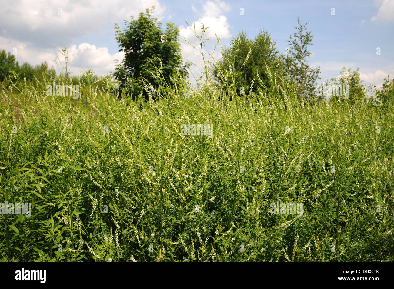 White Sweet Clover Stock Photo Alamy