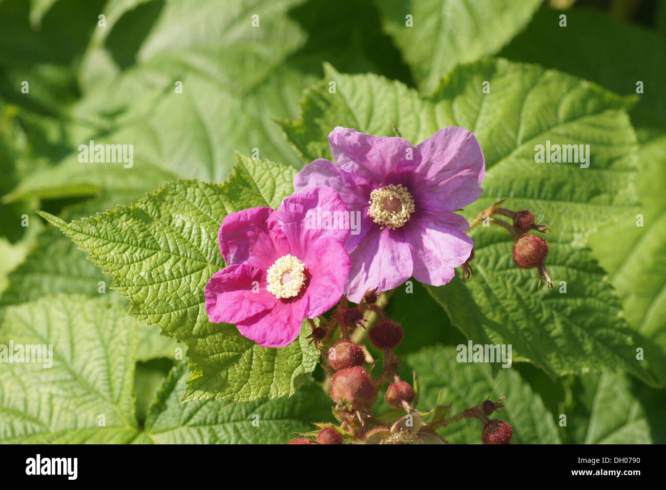 Purple-flowering Raspberry Stock Photo