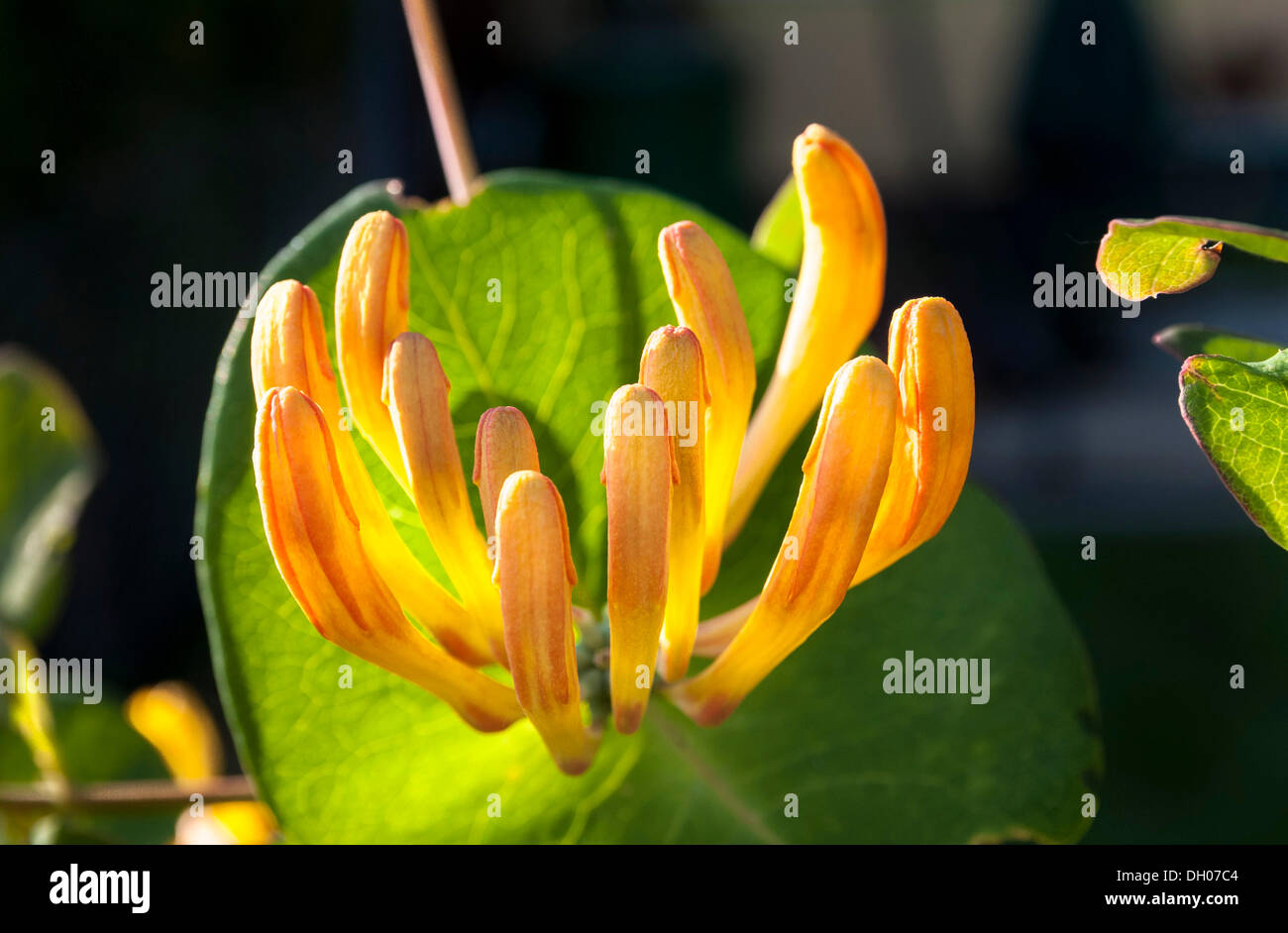 Honeysuckle (Lonicera caprifolium), in flower Stock Photo
