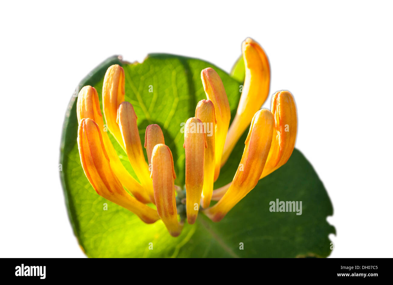 Honeysucke (Lonicera caprifolium), in flower Stock Photo
