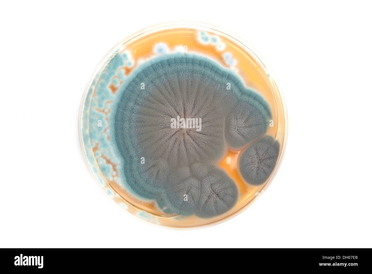 Penicillium fungi on agar plate in microbiological laboratory over white Stock Photo