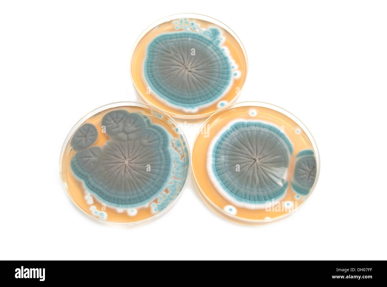 Penicillium fungi in laboratory on agar plates over white Stock Photo