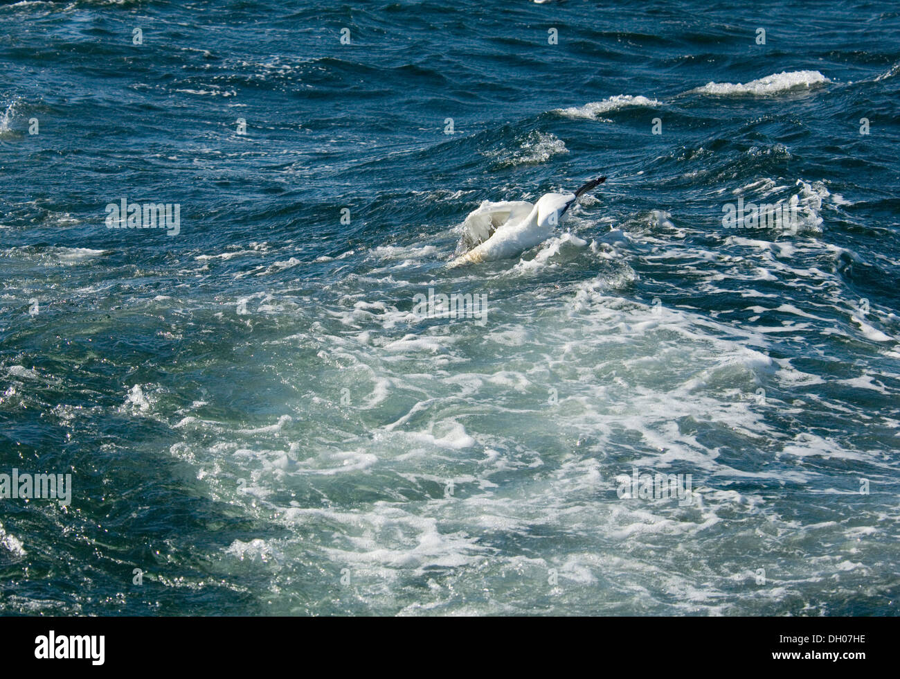 gannet is diving into the sea in front of Bass Rock, Scotland, UK Stock Photo