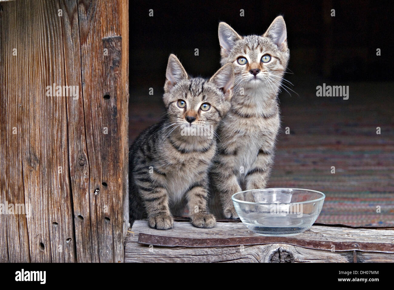 Young domestic cats, kittens, Eng-Alm, Karwendel Mountains, Tyrol, Austria, Europe Stock Photo