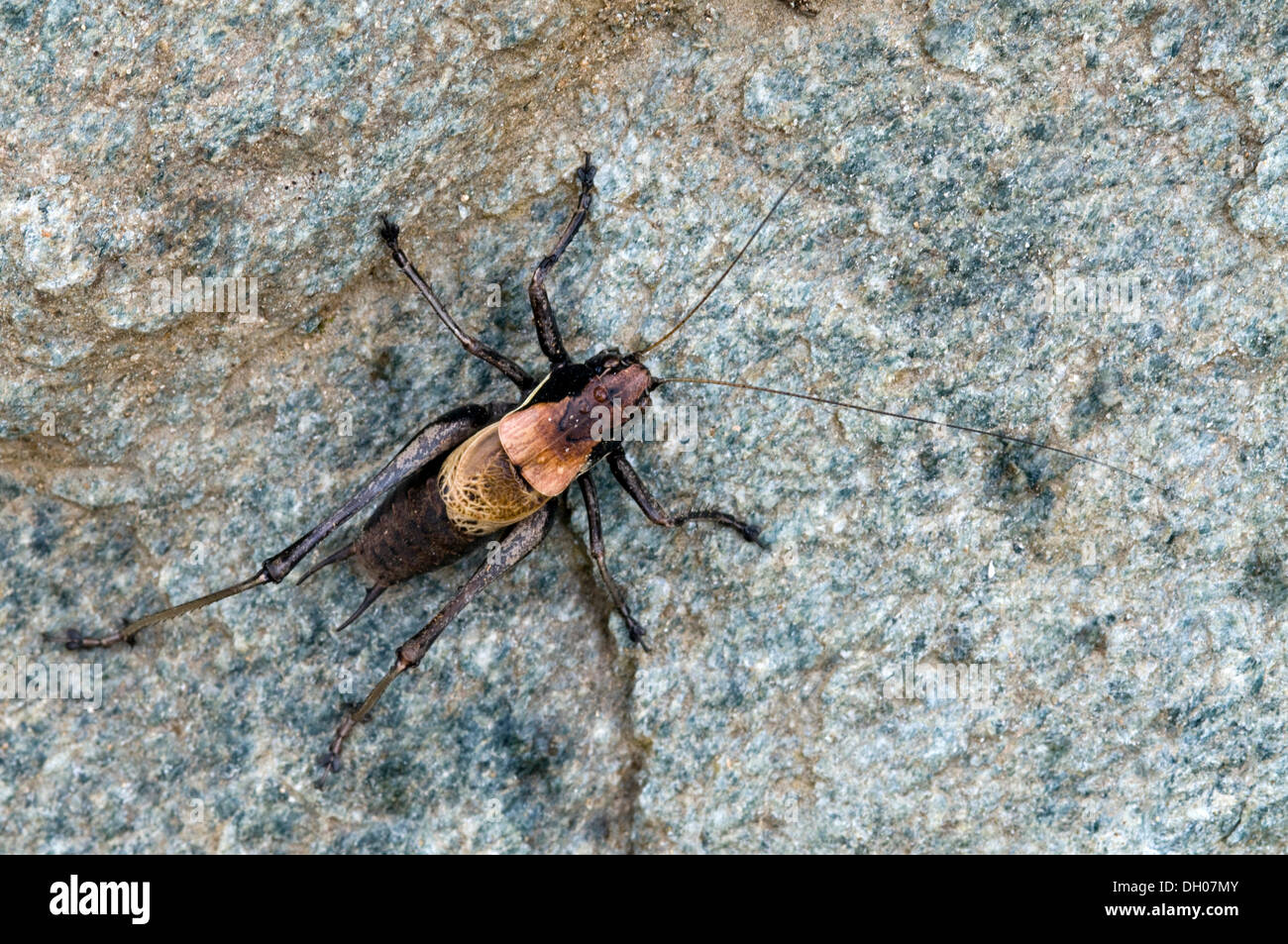 Alpine dark bush-cricket (Pholidoptera aptera), male, Mitteldorfer Alm, Frosnitztal, Ostirol, Austria, Europe Stock Photo