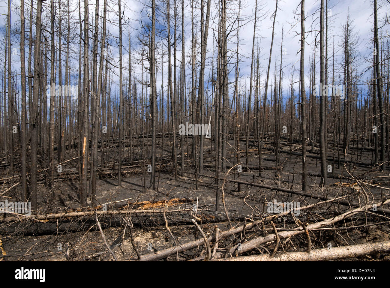 Burnt forest, Yellowstone National Park, Wyoming, USA, North America Stock Photo