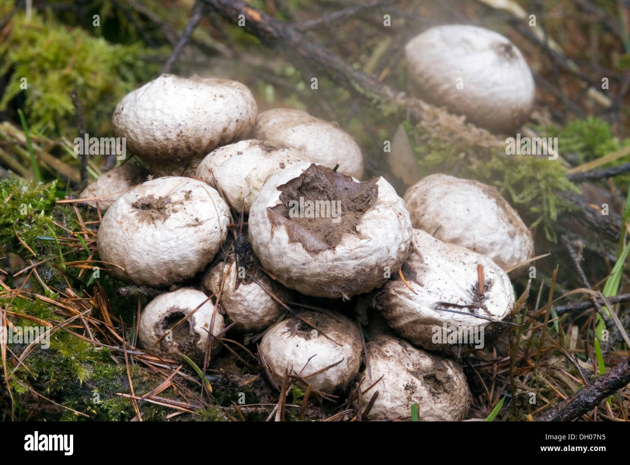Pear-shaped puffball (Lycoperdon pyriforme), Tyrol, Austria, Europe Stock Photo