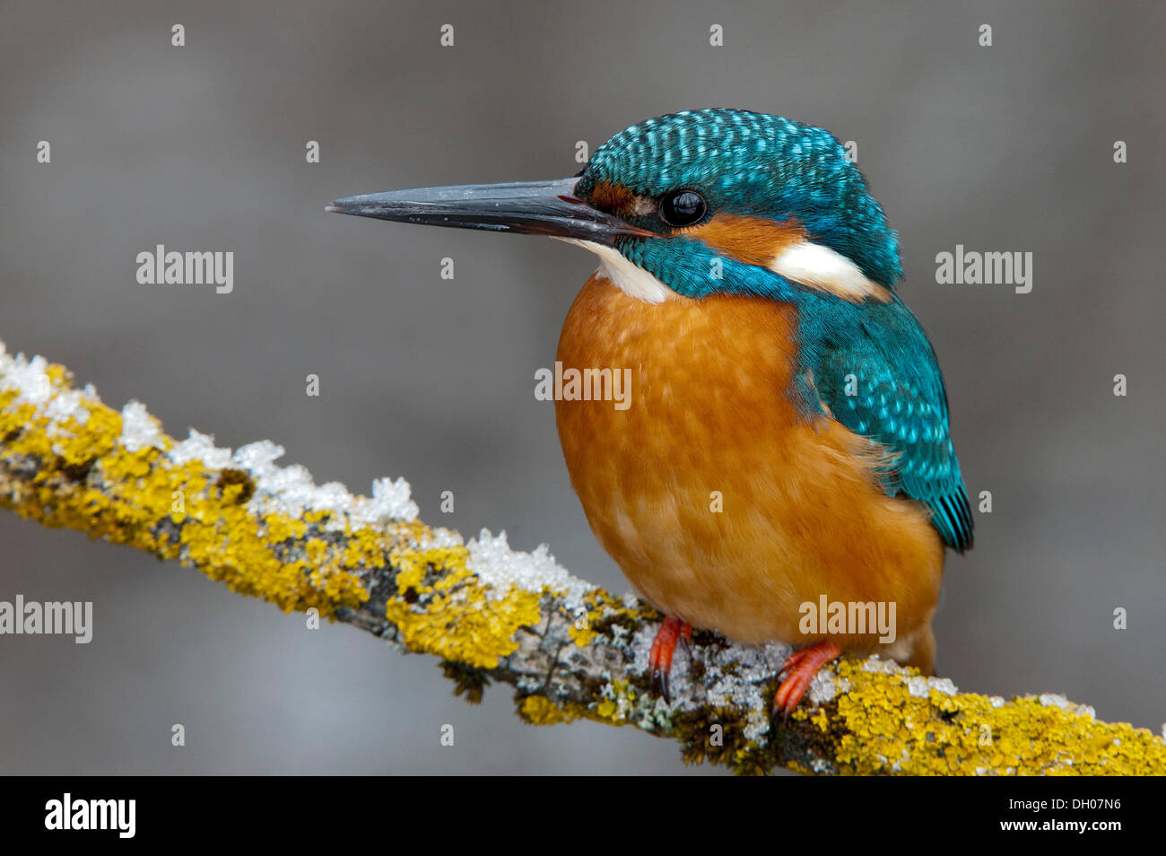 Kingfisher (Alcedo atthis), Tratzberg Conservation Area, Tyrol, Austria, Europe Stock Photo