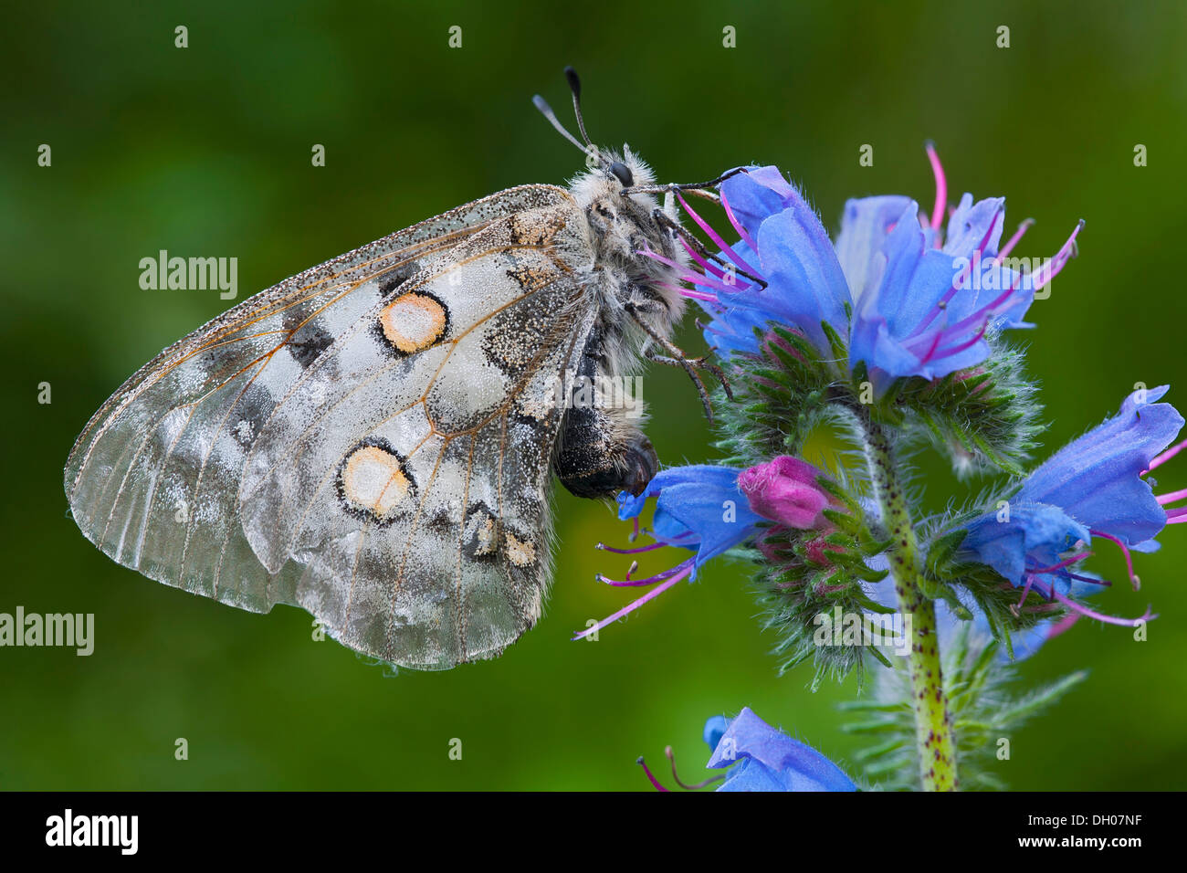 Apollo or Mountain Apollo Butterfly (Parnassius apollo), Fliess, Tyrol, Austria, Europe Stock Photo