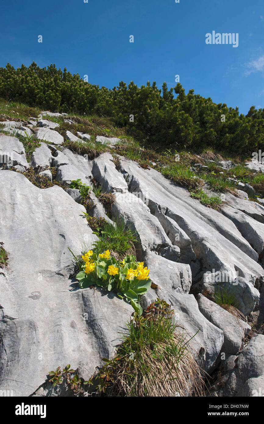 Auricula, Mountain Cowslip or Bear's Ear (Primula auricula), Rosskopf, Rofan Mountains, Tyrol, Austria, Europe Stock Photo
