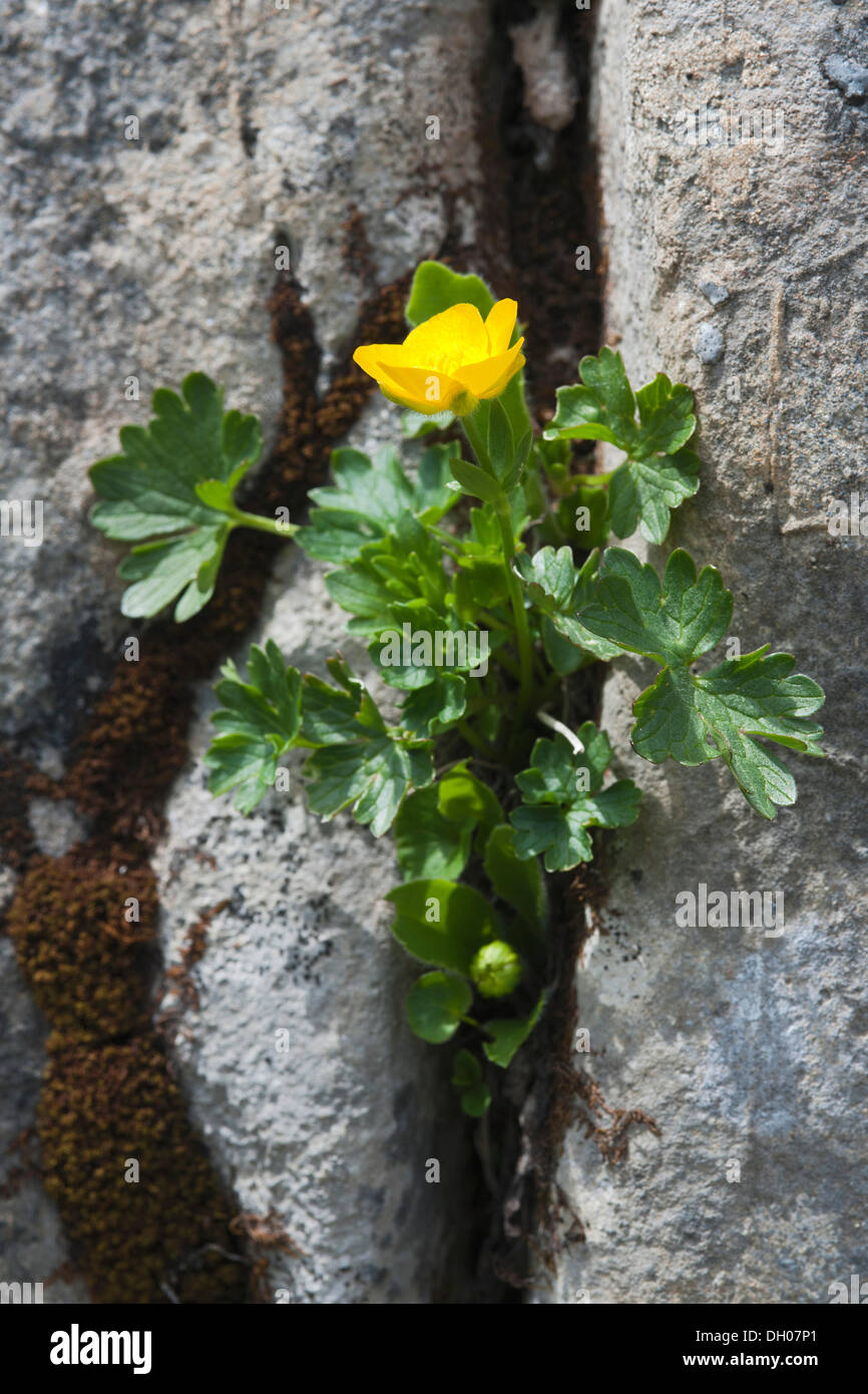 Mountain Buttercup (Ranunculus montanus), Rosskopf, Rofan Mountains, Tyrol, Austria, Europe Stock Photo