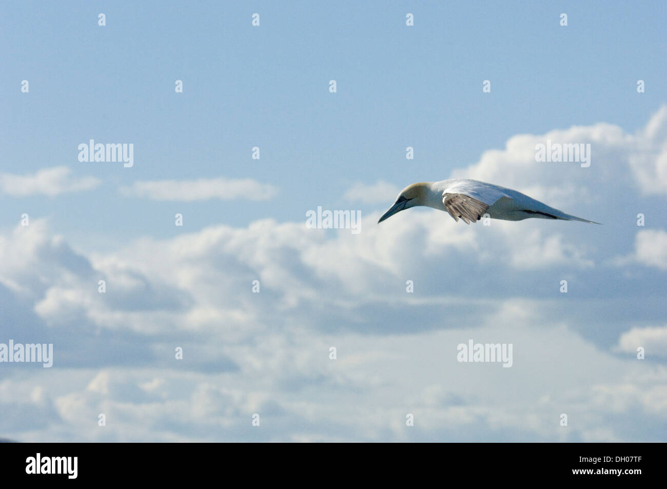 Morus bassanus; sula; gannet; Bass Rock; Edimborough; Scotland; United Kingdom; UK; colony; colonia; in volo; flight Stock Photo