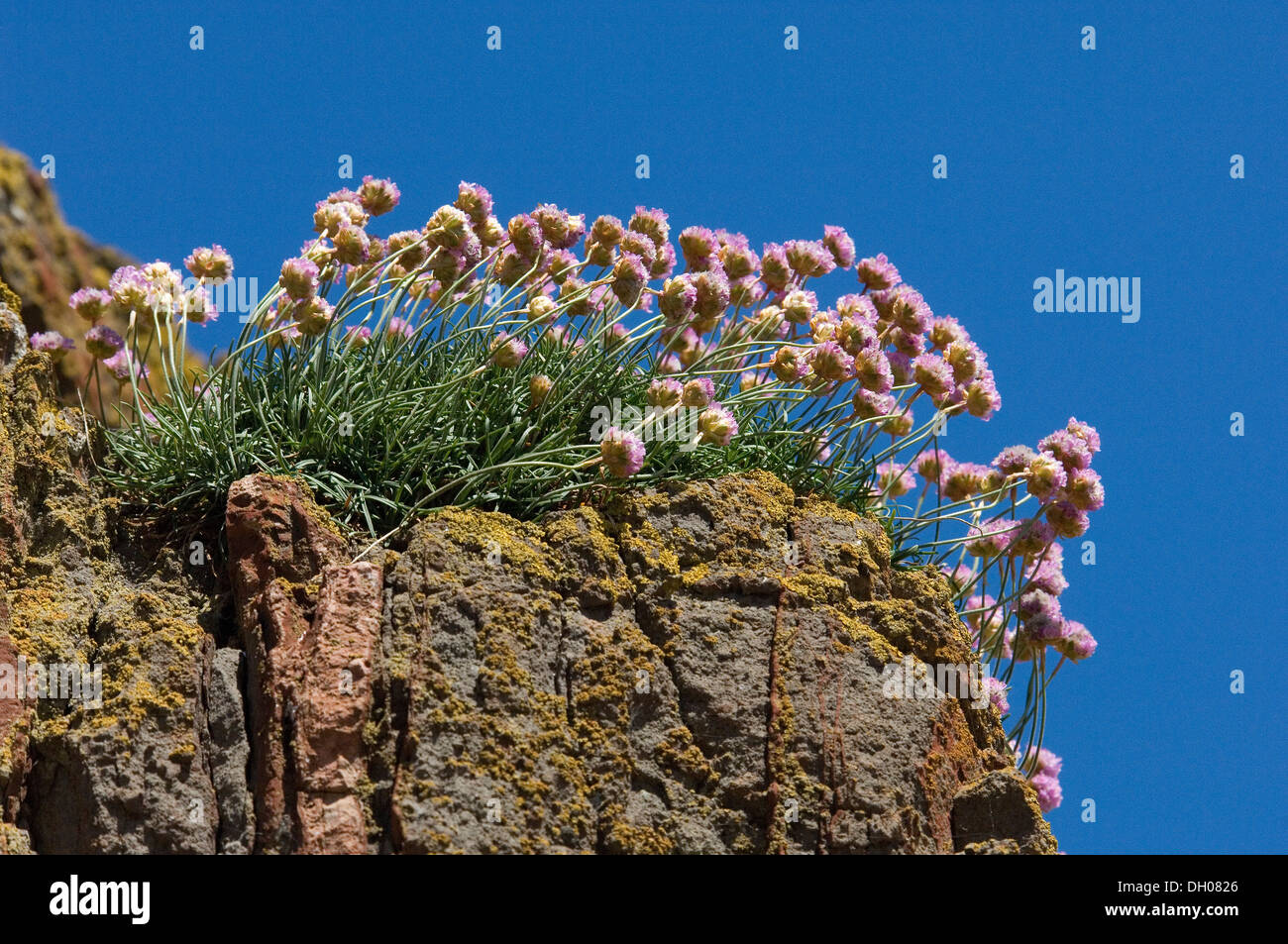 Armeria maritima, thrift, sea thrift, sea pink, Bass Rock; Edimborough; Scotland; United Kingdom; UK Stock Photo