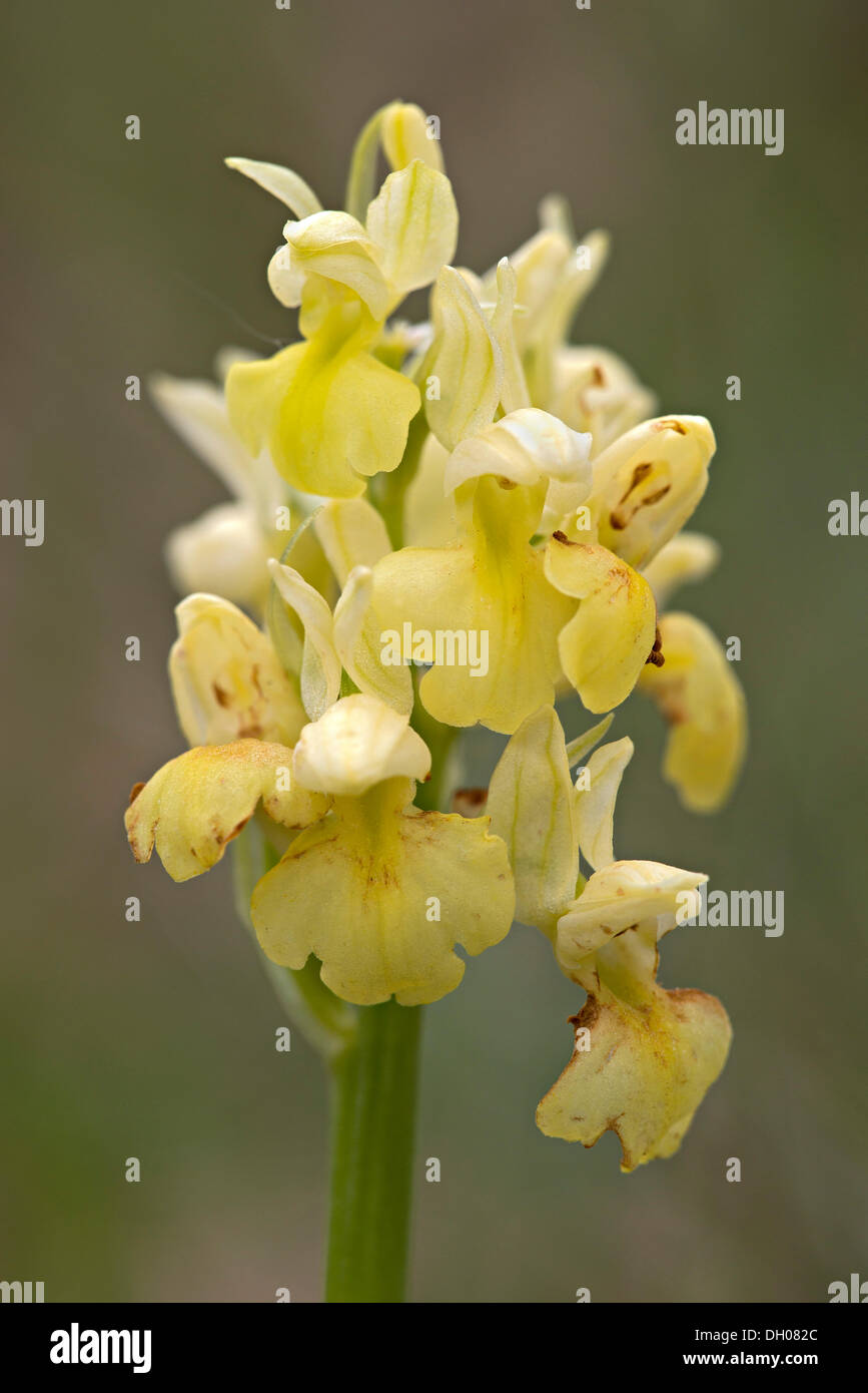 Pale-flowered Orchid (Orchis pallens), Bad Ditzenbach, Swabian Alb, Baden-Wuerttemberg Stock Photo