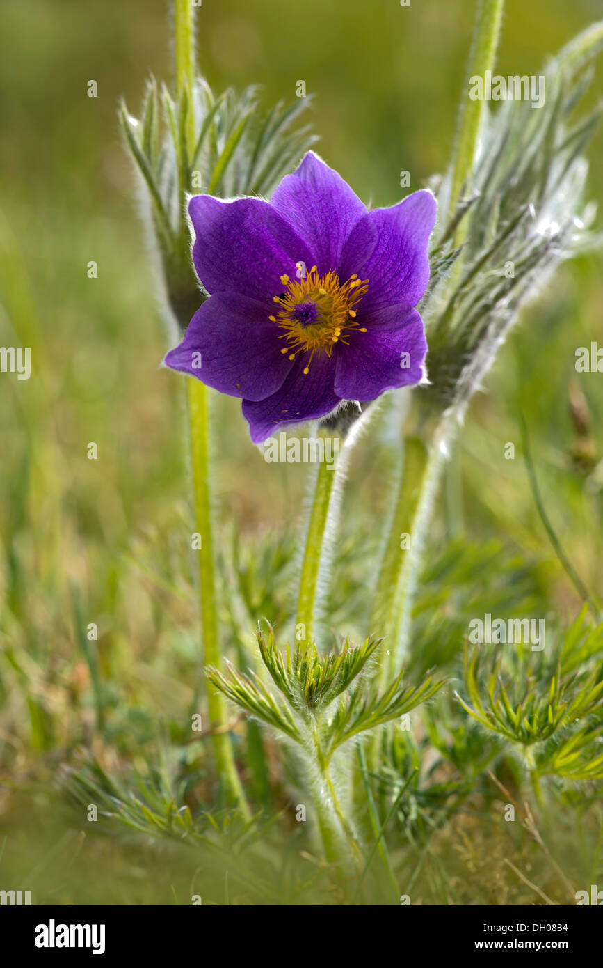 Common Pasque Flower (Pulsatilla vulgaris), Swabian Alb, Baden-Wuerttemberg Stock Photo