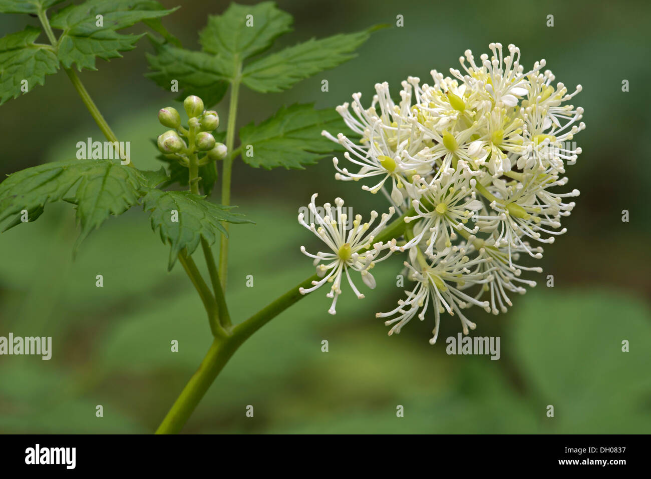 Baneberry or Herb Christopher (Actaea spicata), Swabian Alb, Baden-Wuerttemberg Stock Photo