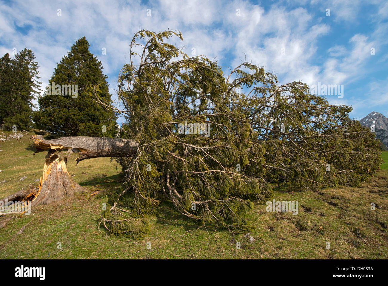 Spruce (Picea abies), knocked down under the weight of snow, Walder Alm alpine pasture, Gnadenwald, Tyrol, Austria, Europe Stock Photo
