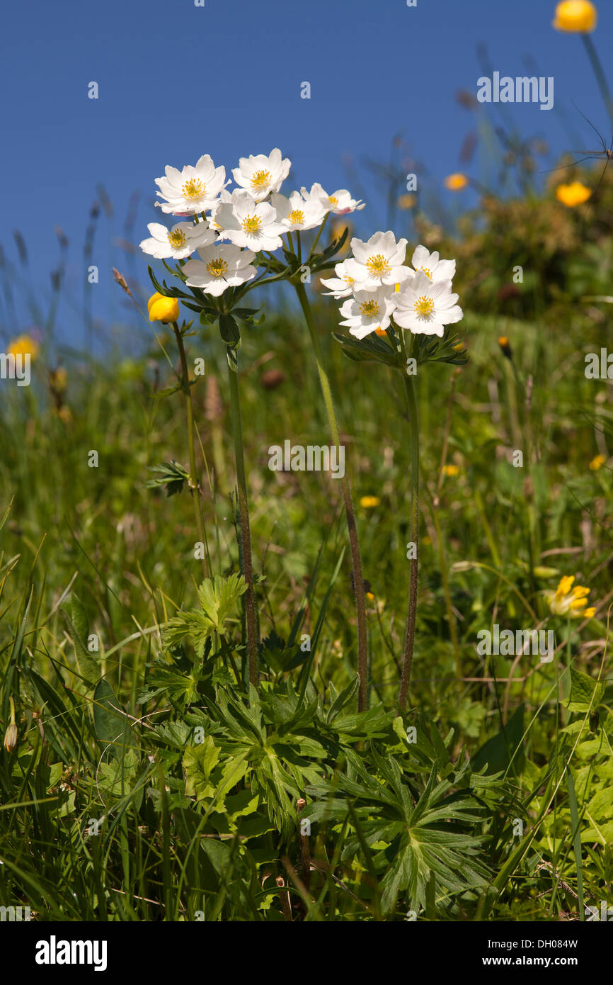 Narcissus-flowered Anemone (Anemone narcissiflora) Rosskogel, Rofan Mountains, Tyrol, Austria, Europe Stock Photo