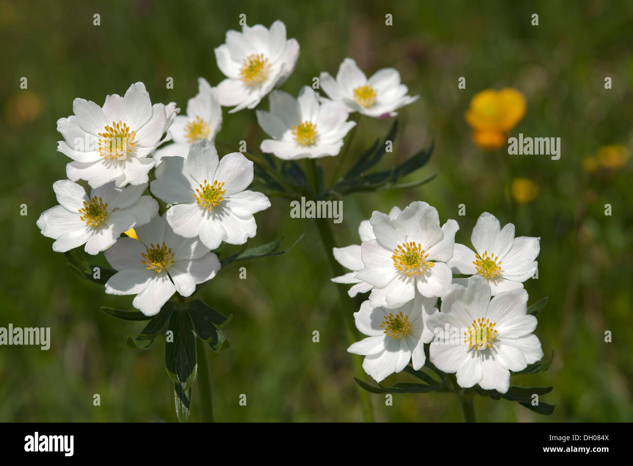 Narcissus-flowered Anemone (Anemone narcissiflora) Rosskogel, Rofan Mountains, Tyrol, Austria, Europe Stock Photo