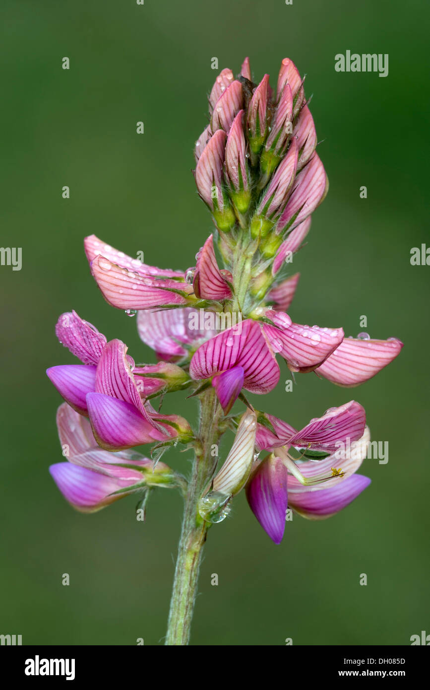 Sainfoin (Onobrychis viciifolia), Bad Ditzenbach, Swabian Alb, Baden-Wuerttemberg Stock Photo