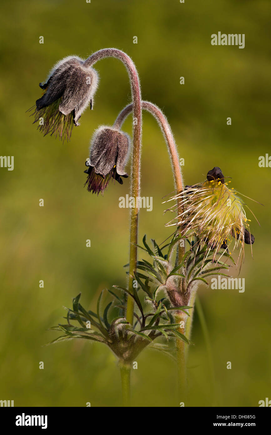 Small pasque flower (Pulsatilla pratensis), Perktoldsdorfer Heide heath, Perktoldsdorf, Lower Austria, Austria, Europe Stock Photo