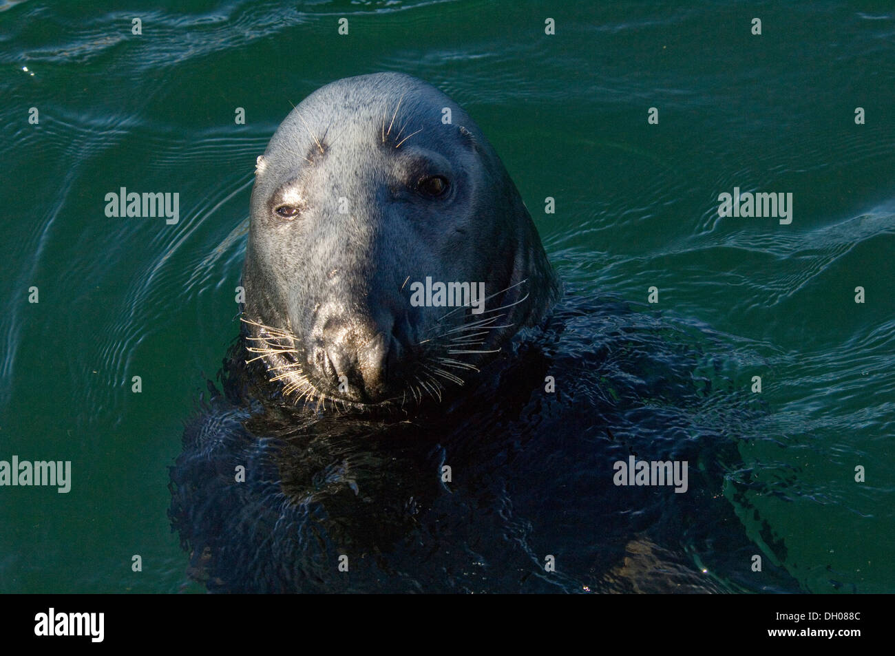 Harbour Seal, Phoca vitulina, foca, capo, testa, head, Bass Rock; Edimborough; Scotland; United Kingdom; UK Stock Photo