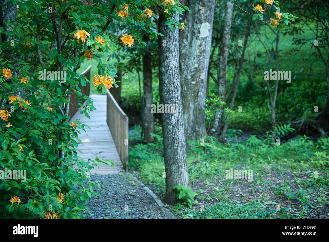 Springtime beauty of Flame Azaleas along the path to a wooden footbridge over a mountain creek near Asheville, North Carolina. (USA) Stock Photo