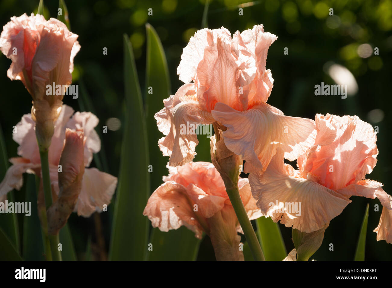 Beautiful coral irises backlit by the early morning sun. (USA) Stock Photo