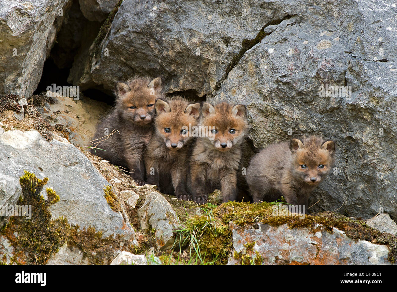 Red foxes (Vulpes vulpes), cubs, Schopfloch, Swabian Jura, Baden-Wuerttemberg Stock Photo