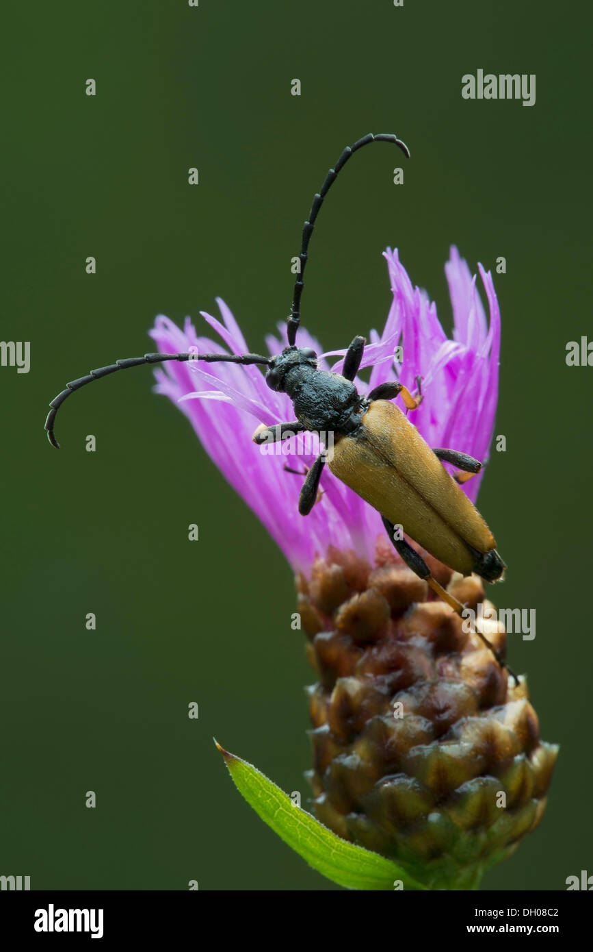 Long-horned beetle (Leptura rubra), male, Hopfgarten, Tyrol, Austria, Europe Stock Photo