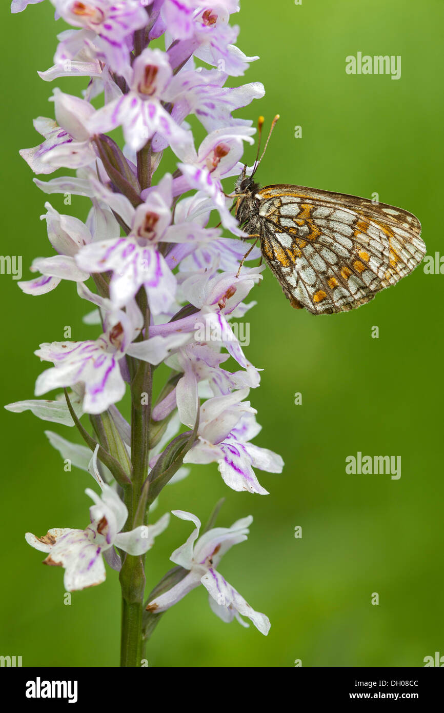 Heath Fritillary Butterfly (Melitaea athalia) on Common Spotted Orchid (Dactylorhiza fuchsii), Hopfgarten, Tyrol, Austria Stock Photo