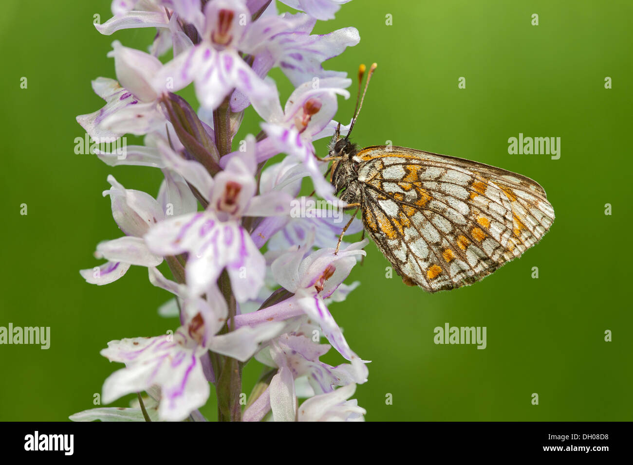 Heath Fritillary Butterfly (Melitaea athalia) on Common Spotted Orchid (Dactylorhiza fuchsii), Hopfgarten, Tyrol, Austria Stock Photo