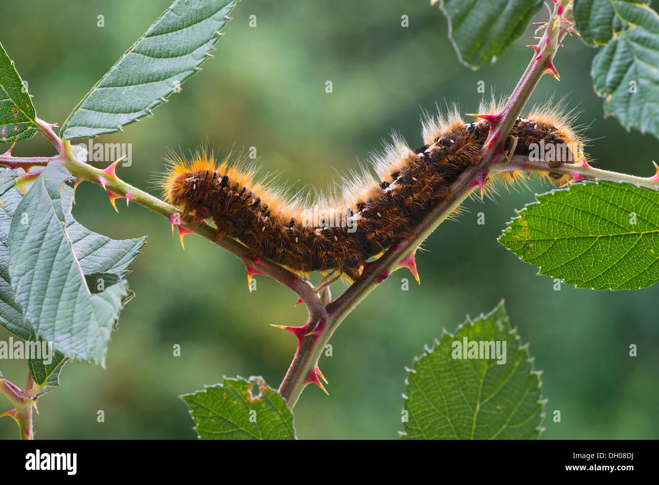 Caterpillar of an Oak Eggar Moth (Lasiocampa quercus), Schwaz, Tyrol, Austria, Europe Stock Photo