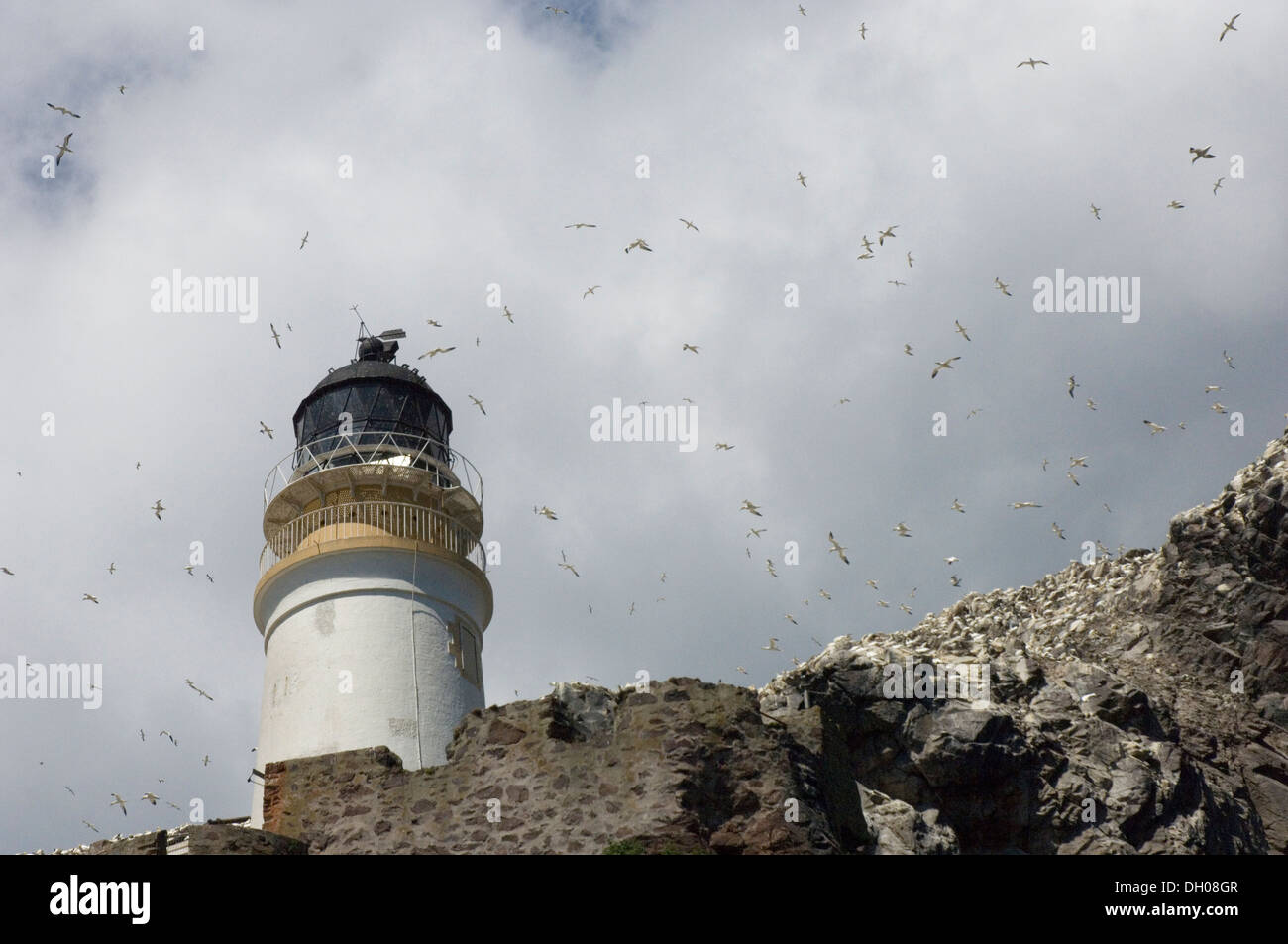 Morus bassanus, sula, gannet, Bass Rock, Edimborough, Scotland, United Kingdom, UK, colony, colonia, in volo, flight, landscape Stock Photo