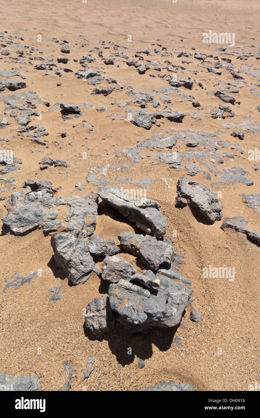 Fossils to be found in the dried up bed of Lake Iriki, to the south of Gebel Bani, near Foum-Zguid, Morocco Stock Photo